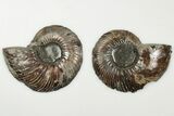 3" Cut & Polished, Pyritized Ammonite Fossil - Russia - #198338-1